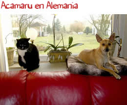 Acamaru Acamarua