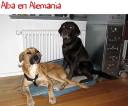 Alba en Alemania Alba en Alemania