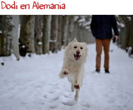 Dodi en Alemania Dodi en Alemania