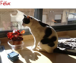 Félix Félix