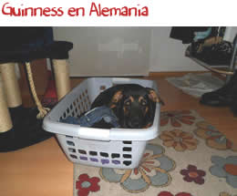 Guinness en Alemania Guinness en Alemania