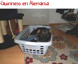 Guinness en Alemania