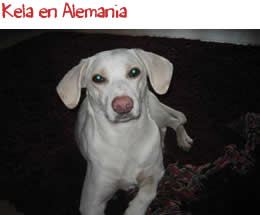 Kela en Alemania Kela en Alemania