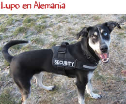 Lupo en Alemania Lupo en Alemania
