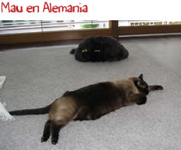 Mau en Alemania Mau en Alemania