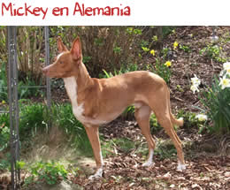Mickey en Alemania Mickey en Alemania
