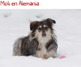Moli en Alemania Moli en Alemania