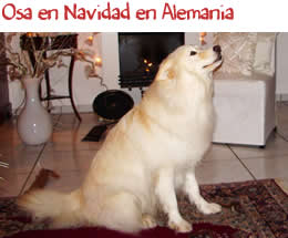 Osa en Navidad en Alemania Osa en Navidad en Alemania
