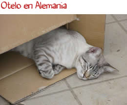 Otelo en Alemania Otelo en Alemania