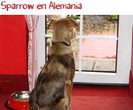 Sparrow en Alemania Sparrow en Alemania