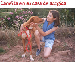 Canelita en su casa de acogida Canelita en su casa de acogida