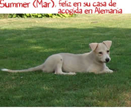 Summer (Mar), feliz en su casa de acogida en Alemania Summer (Mar), feliz en su casa de acogida en Alemania