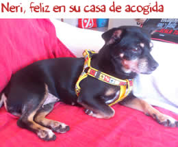 Neri, feliz en su casa de acogida Neri, feliz en su casa de acogida