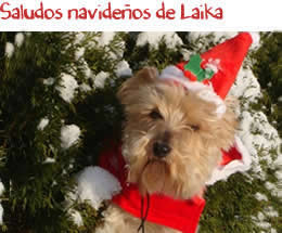 Saludos navideños de Laika Saludos navideños de Laika