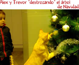 Álex y Trevor "destrozando" el árbol de Navidad Álex y Trevor "destrozando" el 
					árbol de Navidad
