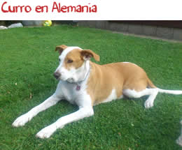 Curro en Alemania Curro en Alemania