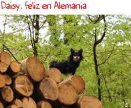 Daisy, feliz en Alemania Daisy, feliz en Alemania