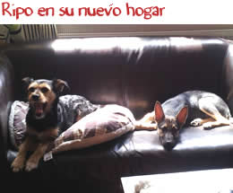 Ripo en su nuevo hogar Ripo en su nuevo hogar