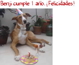 Benji cumple 1 año. ¡Felicidades!