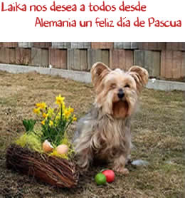 Laika Laika