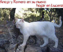 Hinojo y Romero en su nuevo hogar en Lucena Hinojo y Romero en su nuevo hogar en Lucena