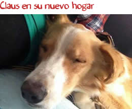 Claus descansando en su nuevo hogar Claus descansando en su nuevo hogar