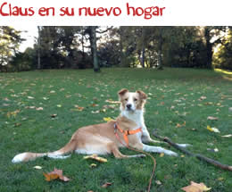 Claus en su nuevo hogar Claus en su nuevo hogar