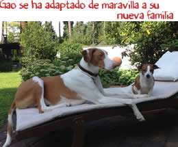 Gao se ha adaptado de maravilla a su nueva familia Gao se ha adaptado de maravilla a su nueva familia