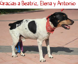 Gracias a Beatriz, Elena y Antonio Gracias a Beatriz, Elena y Antonio