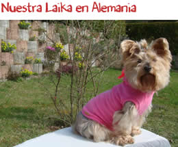 Nuestra Laika en Alemania Nuestra Laika en Alemania