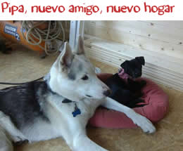 Pipa, nuevo amigo, nuevo hogar Pipa, nuevo amigo, nuevo hogar