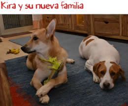 Kira se ha adaptado muy bien a su nueva familia Kira se ha adaptado muy bien a su nueva familia