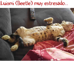 Nuestro Luismi, ahora Beetle, muy estresado Nuestro Luismi, ahora Beetle, muy estresado