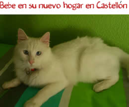 Bebe en su nuevo hogar en Castellón Bebe en su nuevo hogar en Castellón