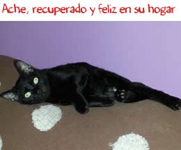 Ache, recuperado y feliz en su nuevo hogar Ache, recuperado y feliz en su nuevo hogar