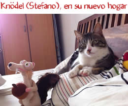 Knödel, antes Stefano, en su nuevo hogar Knödel, antes Stefano, en su nuevo hogar