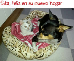 Sita, feliz en su nuevo hogar Sita, feliz en su nuevo hogar