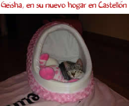 Geisha, en su nuevo hogar en Castellón Geisha, en su nuevo hogar en Castellón