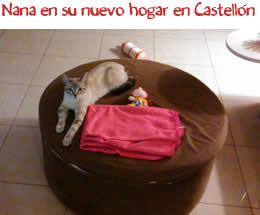 Nana, en su nuevo hogar en Castellón Nana, en su nuevo hogar en Castellón