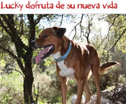 Lucky disfruta de su nueva vida Lucky disfruta de su nueva vida
