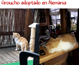 Groucho adoptado en Alemania Groucho adoptado en Alemania