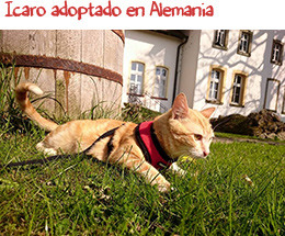 Icaro adoptado en Alemania Icaro adoptado en Alemania