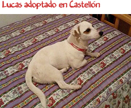 Lucas adoptado en Castellón