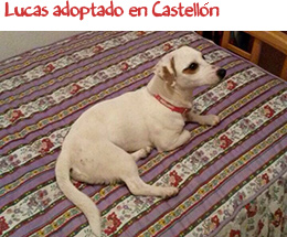 Lucas adoptado en Castellón Lucas adoptado en Castellón