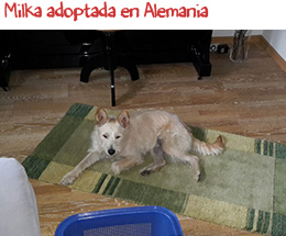 Milka adoptada en Alemania Milka adoptada en Alemania