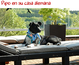 Pipo en su casa alemana Pipo en su casa alemana