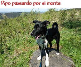 Pipo de paseo por el monte Pipo de paseo por el monte