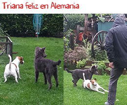 Triana jugando en Alemania Triana jugando en Alemania