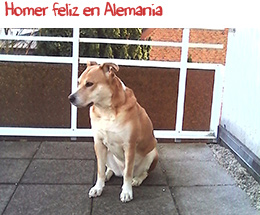 Homer feliz en Alemania Homer feliz en Alemania