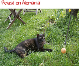 Pelusa en Alemania Pelusa en Alemania